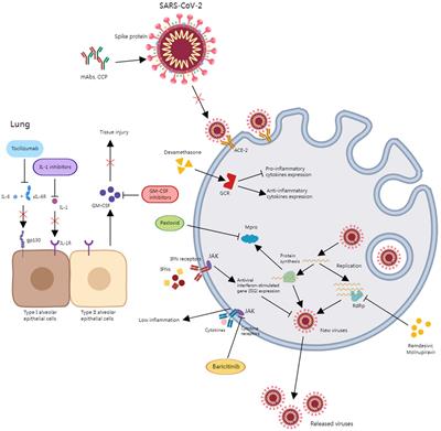 Latest development of approved COVID-19 drugs and COVID-19 drugs undergoing late stage clinical trials